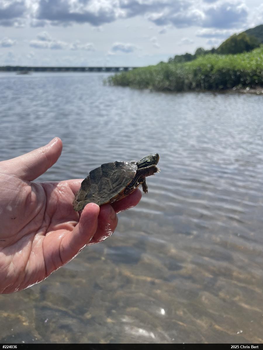 Northern Map Turtle