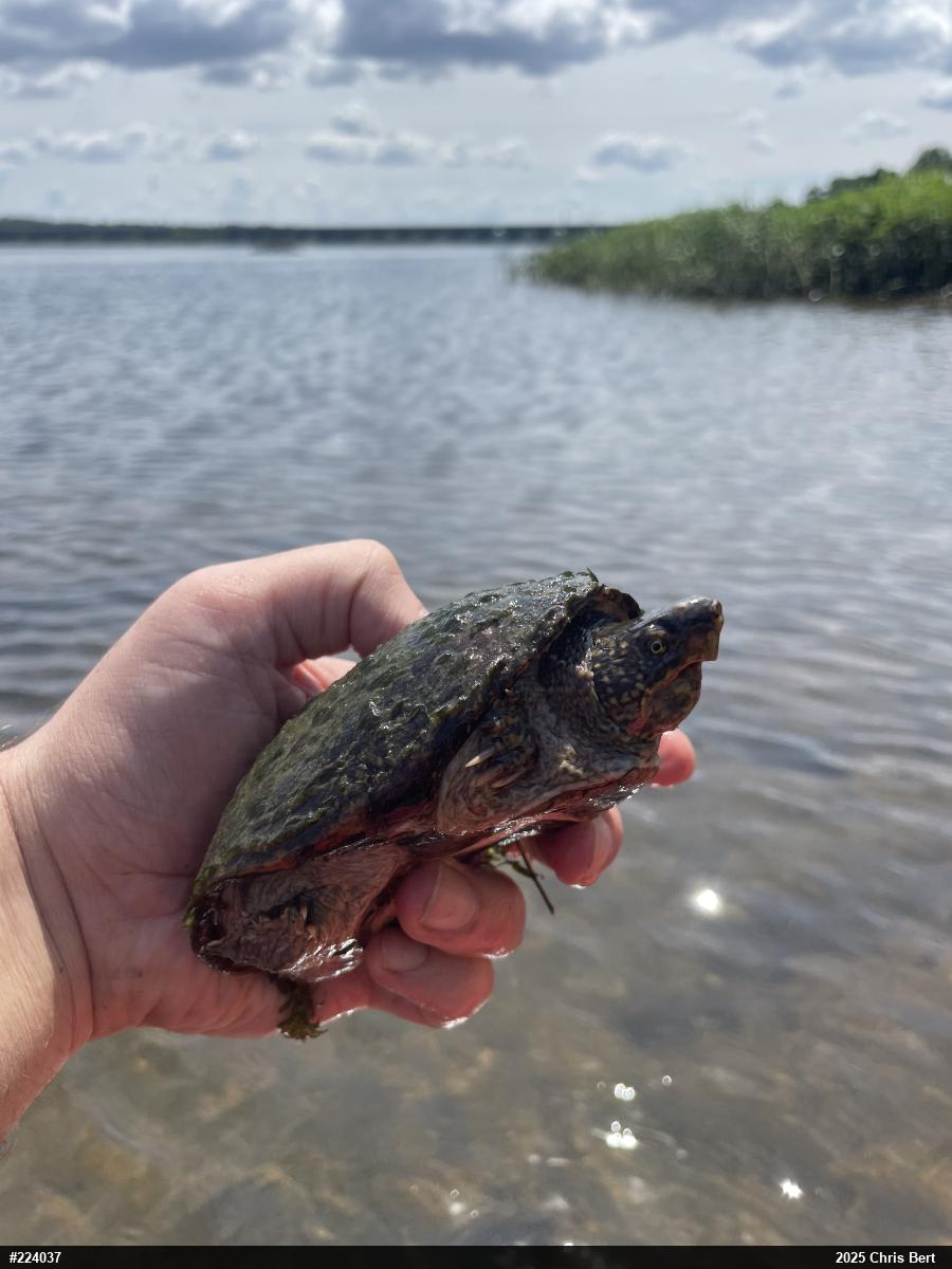 Eastern Musk Turtle