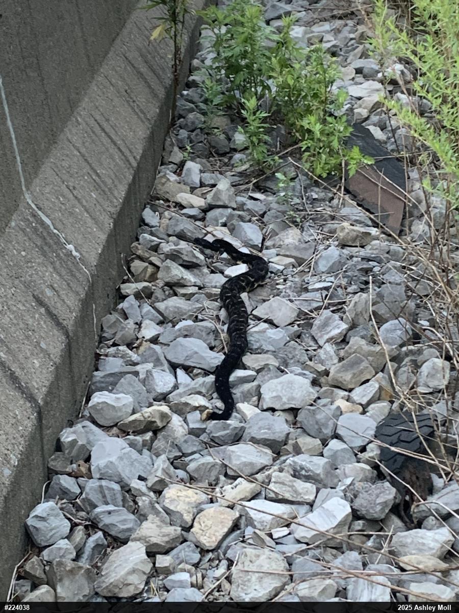 Timber Rattlesnake
