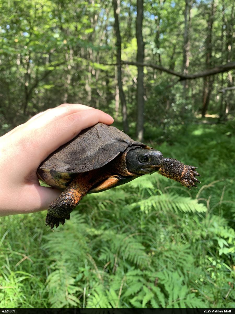 Wood Turtle