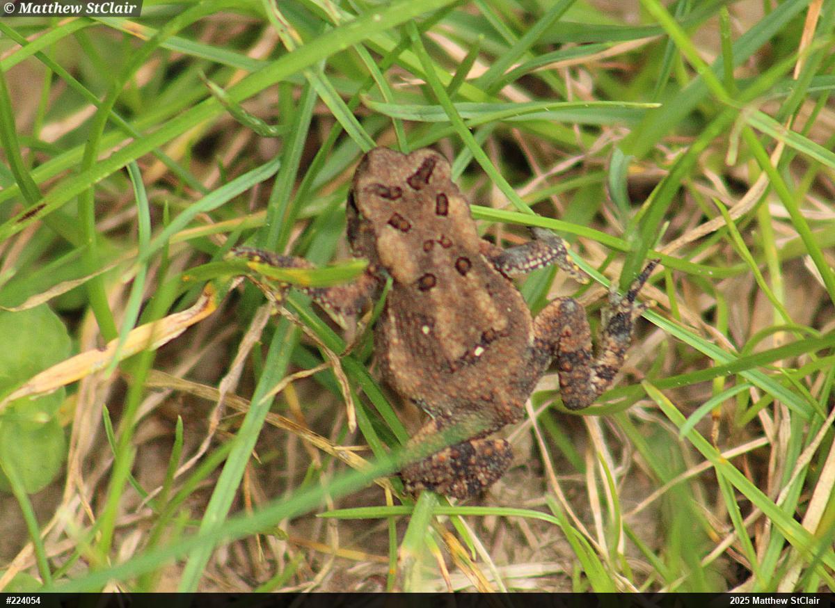 Eastern American Toad