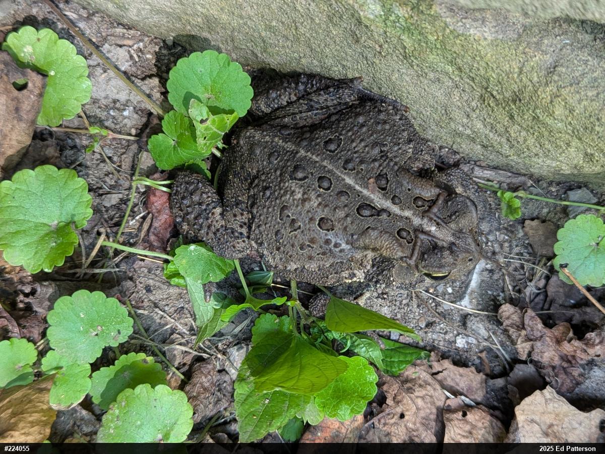 Eastern American Toad