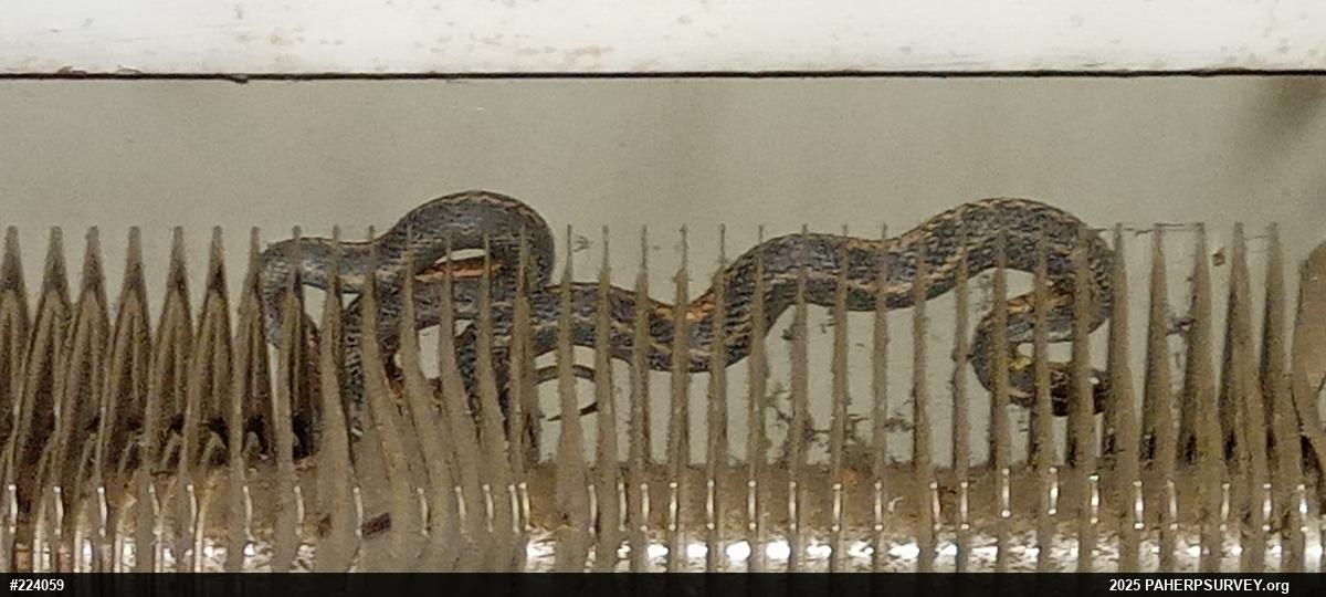 Eastern Gartersnake