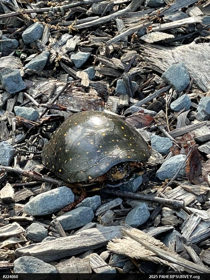 Spotted Turtle