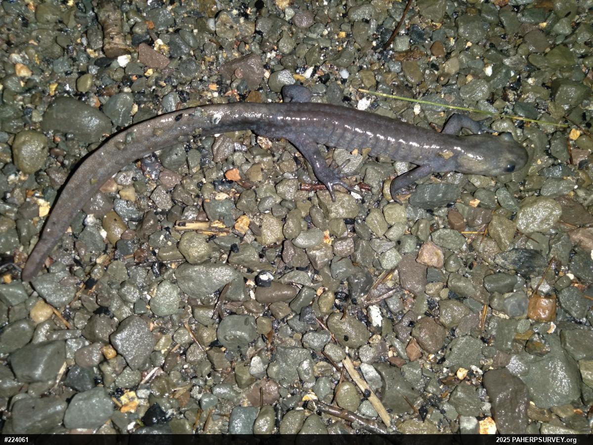 Jefferson Salamander