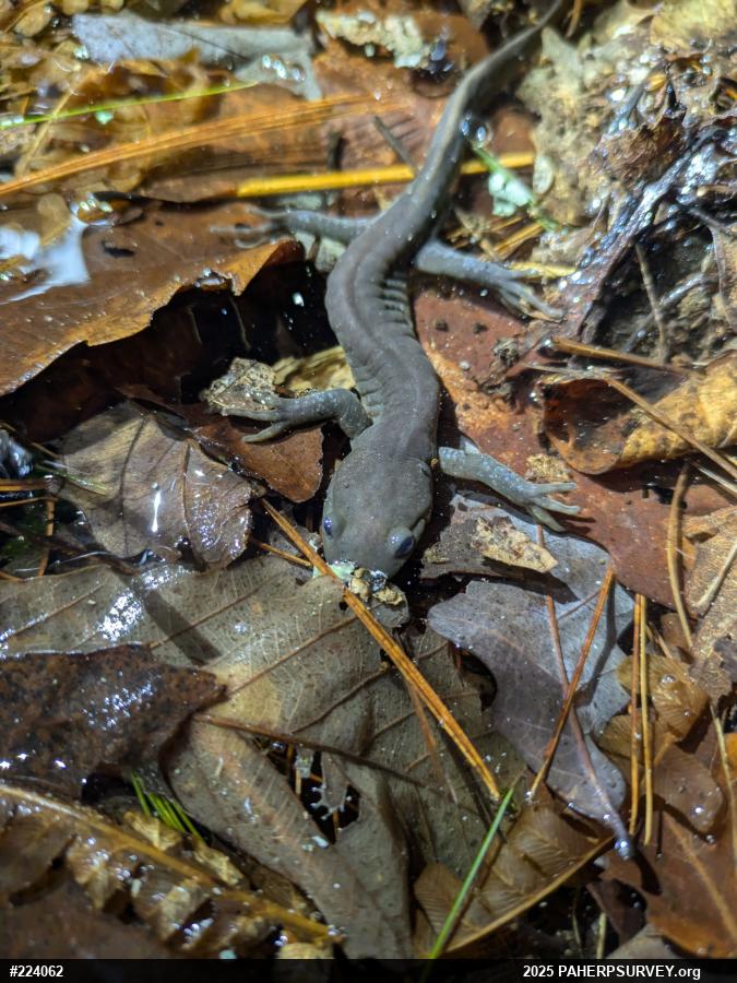 Jefferson Salamander