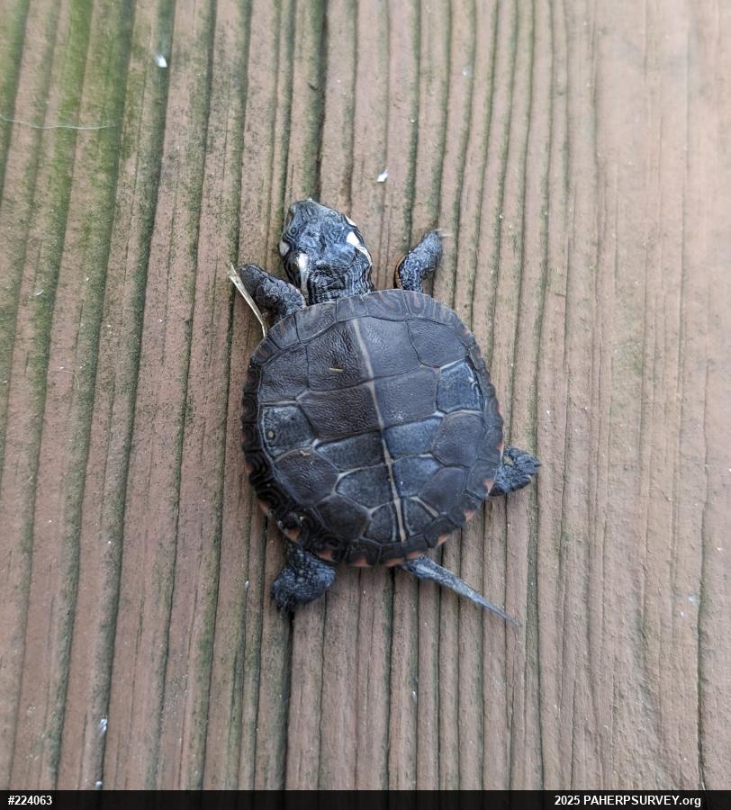 Eastern Painted Turtle
