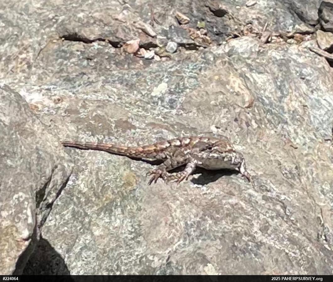 Eastern Fence Lizard