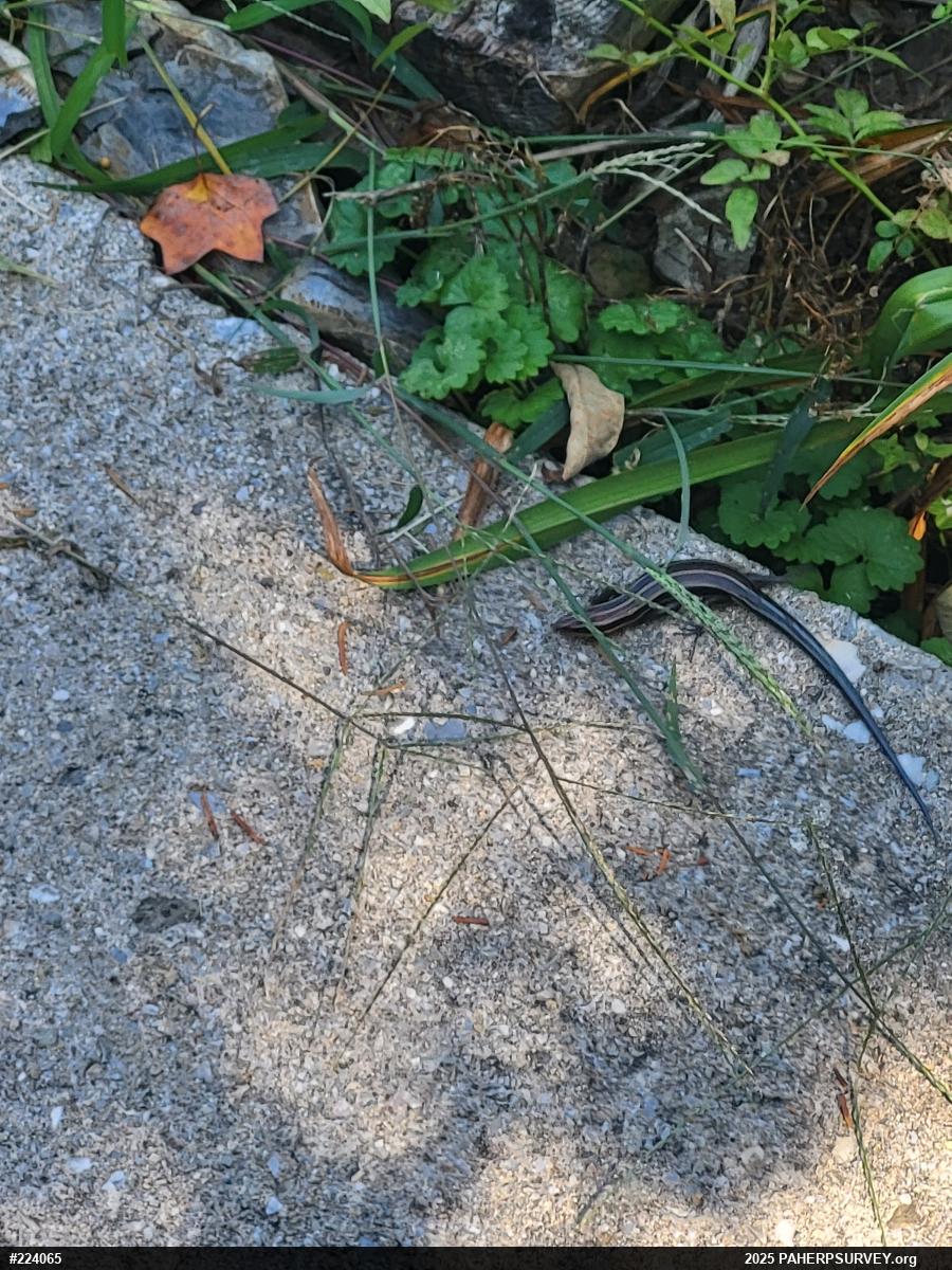 Common Five-lined Skink