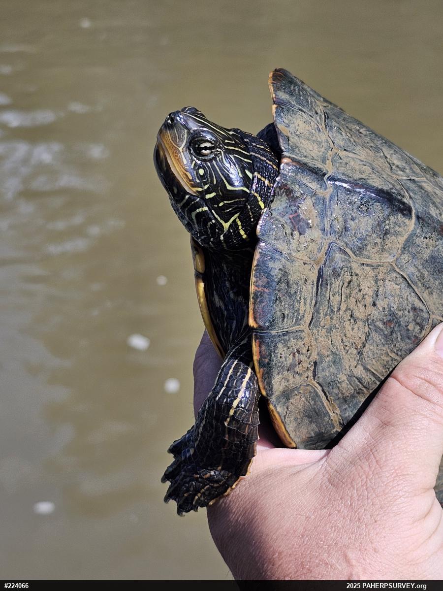 Northern Map Turtle