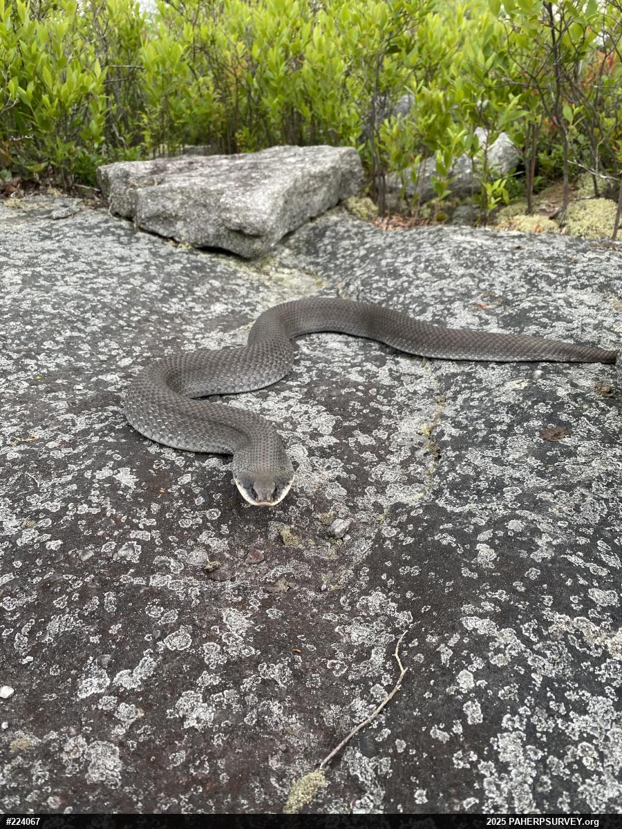 Eastern Hog-nosed Snake
