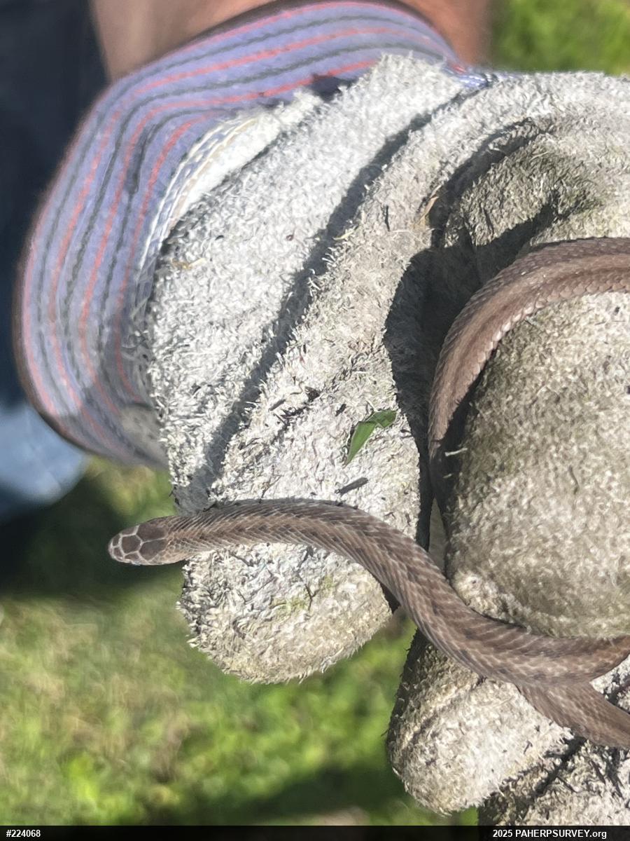 Dekay's Brownsnake