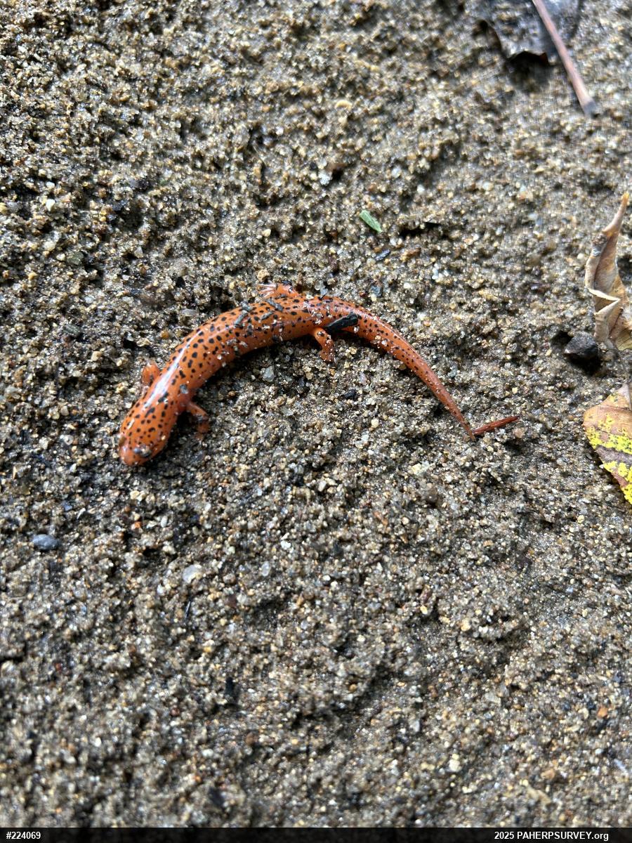 Northern Red Salamander