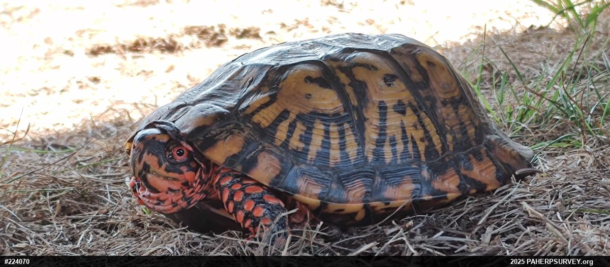 Eastern Box Turtle