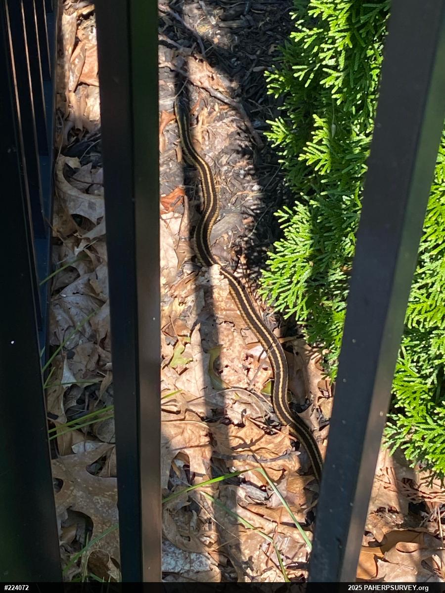 Eastern Gartersnake