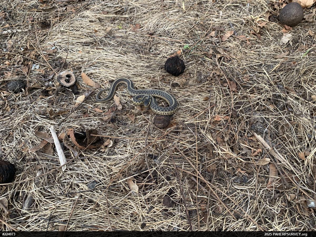 Eastern Gartersnake