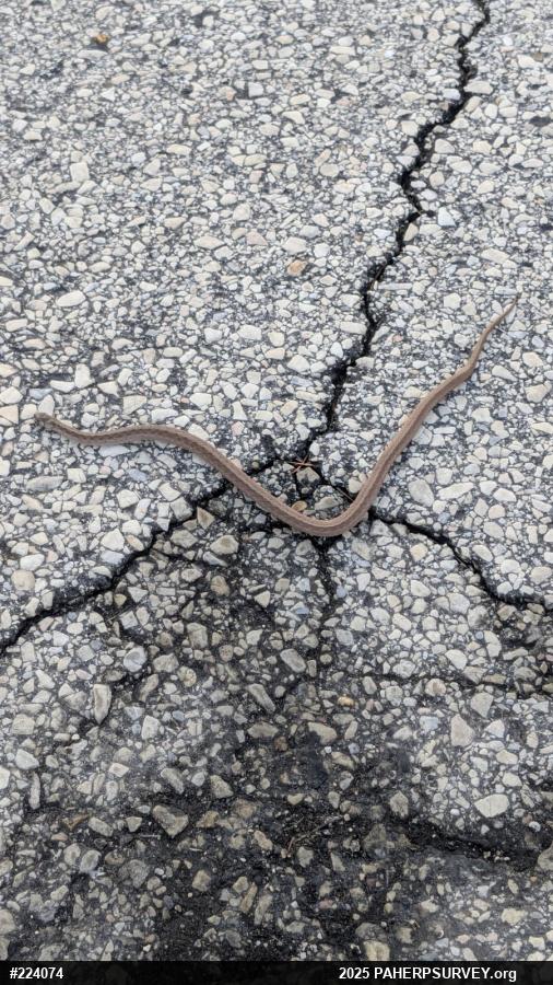 Dekay's Brownsnake