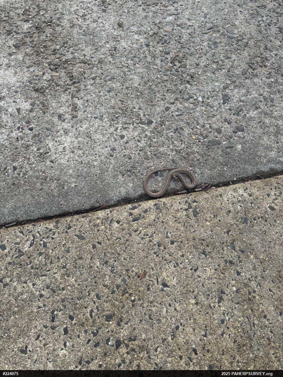 Dekay's Brownsnake