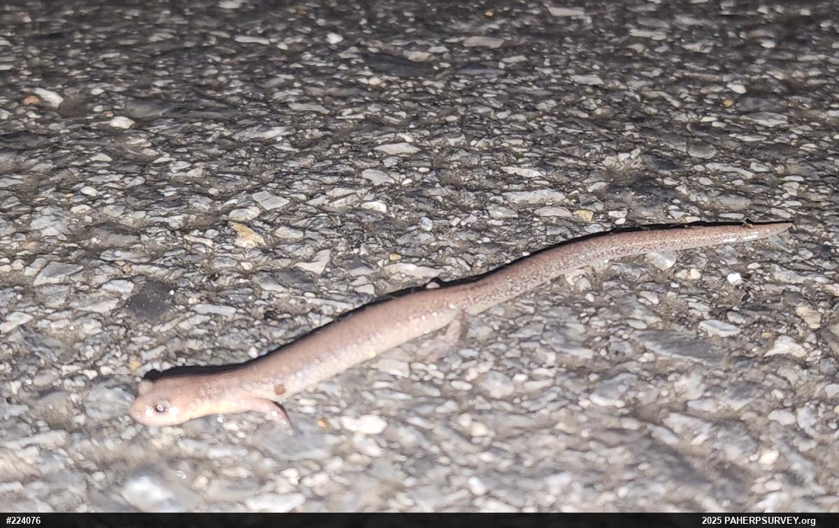 Eastern Red-backed  Salamander