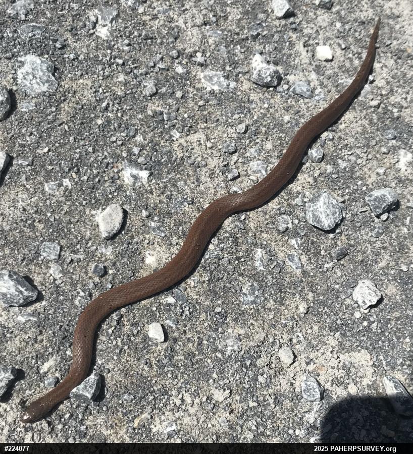 Mountain Earthsnake