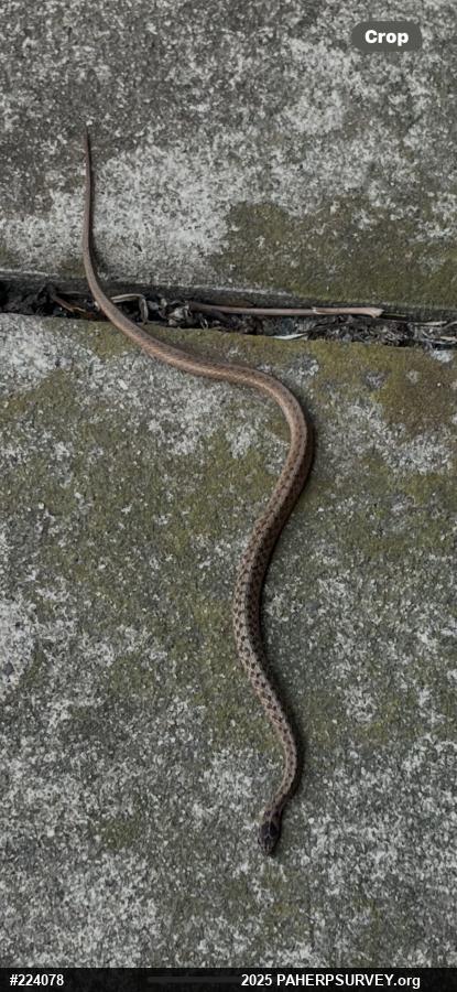 Dekay's Brownsnake