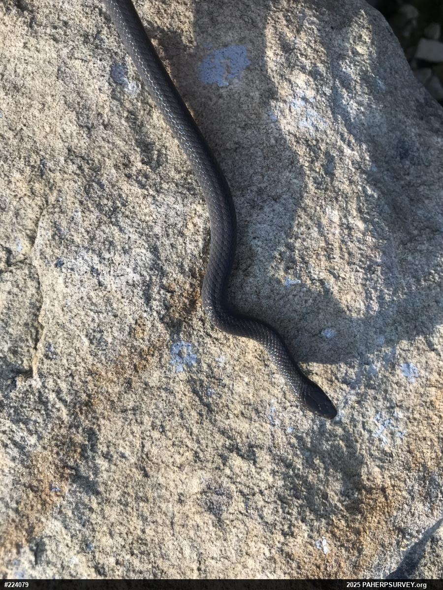 Mountain Earthsnake