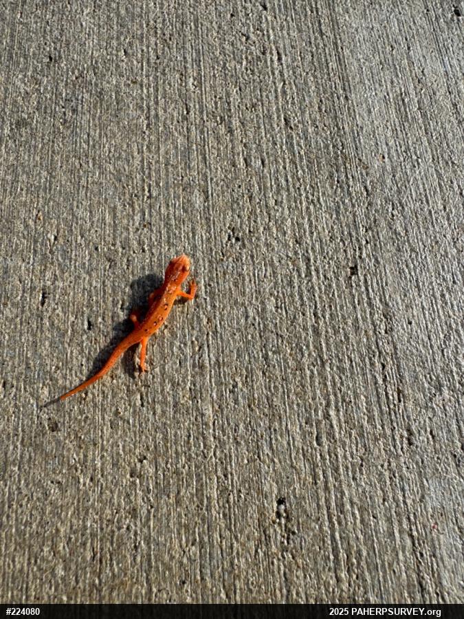 Red-spotted Newt