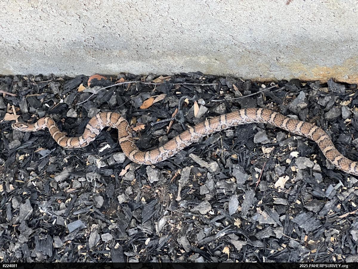 Eastern Milksnake
