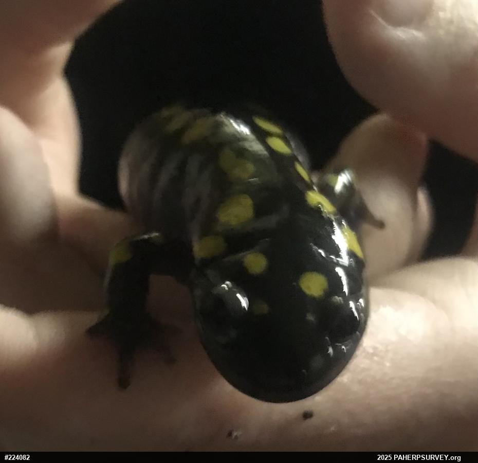 Spotted Salamander