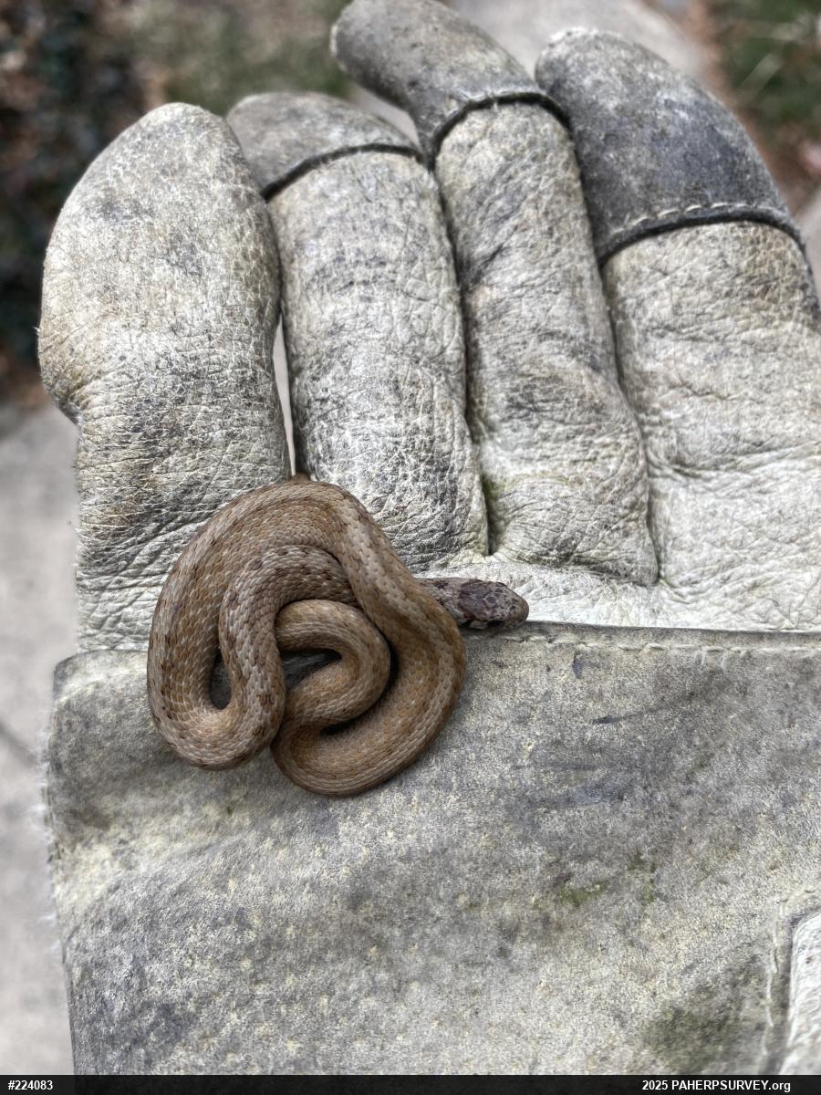 Dekay's Brownsnake