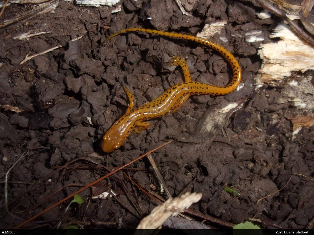 Eastern Long-tailed Salamander