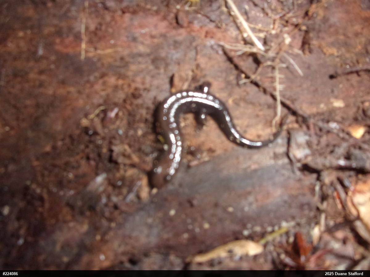 Allegheny Mountain Dusky Salamander