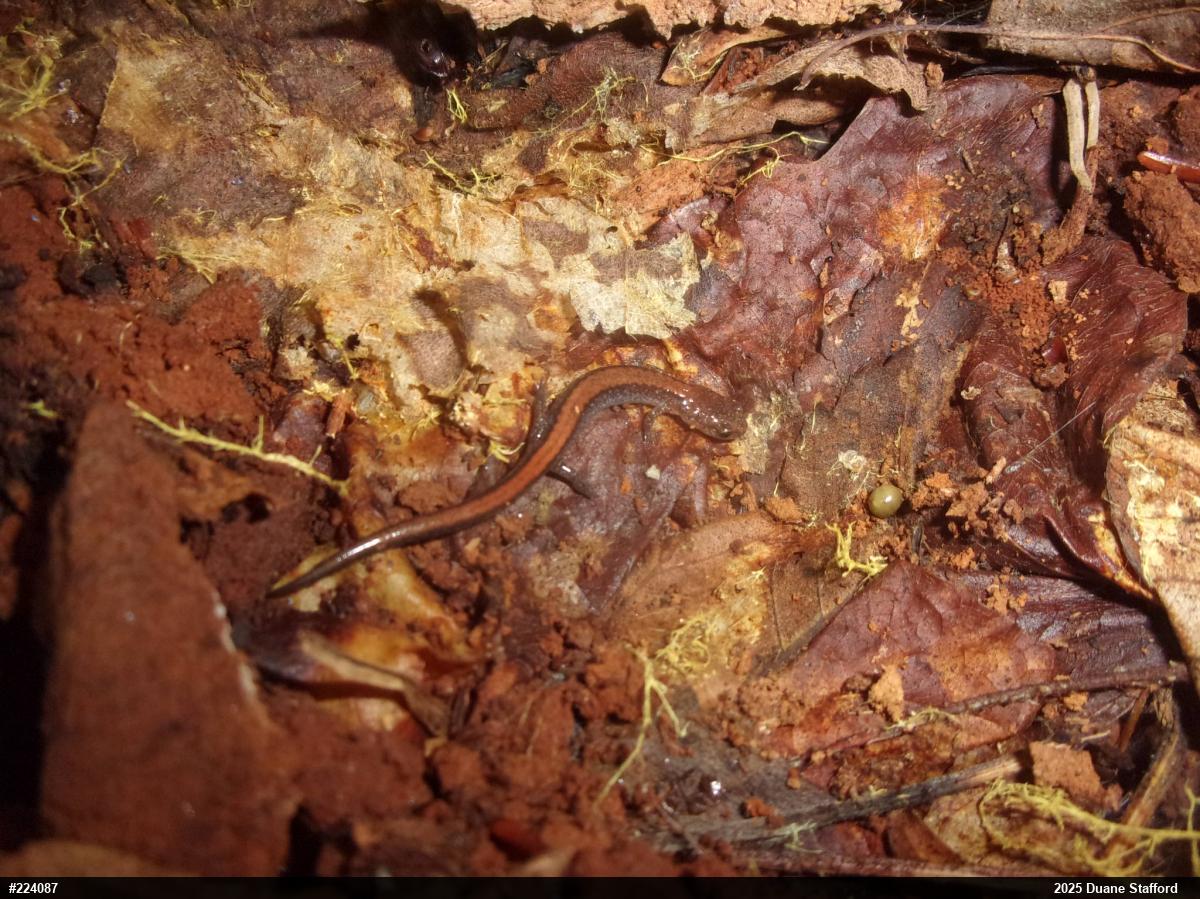Eastern Red-backed  Salamander