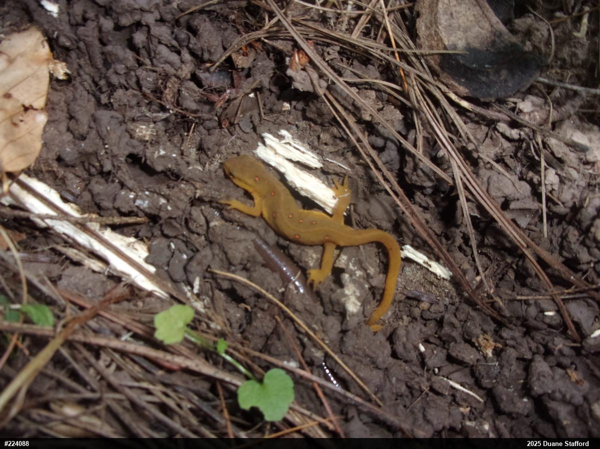 Red-spotted Newt