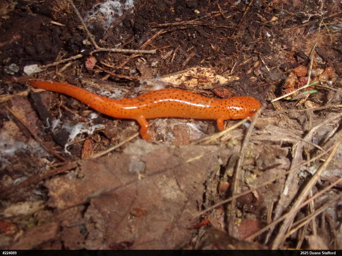Northern Red Salamander