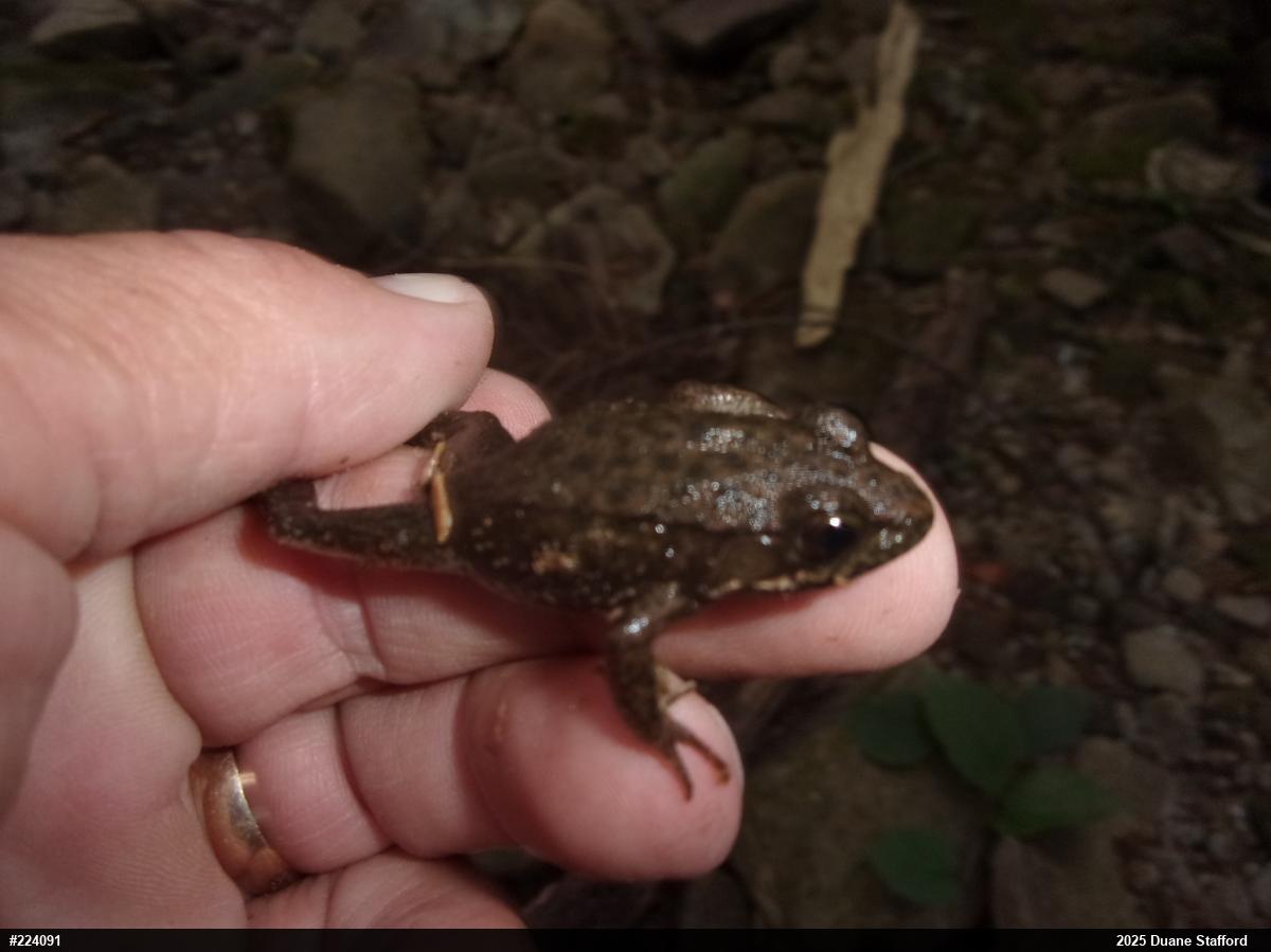 Green Frog