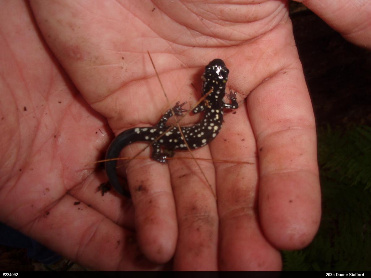Northern Slimy Salamander