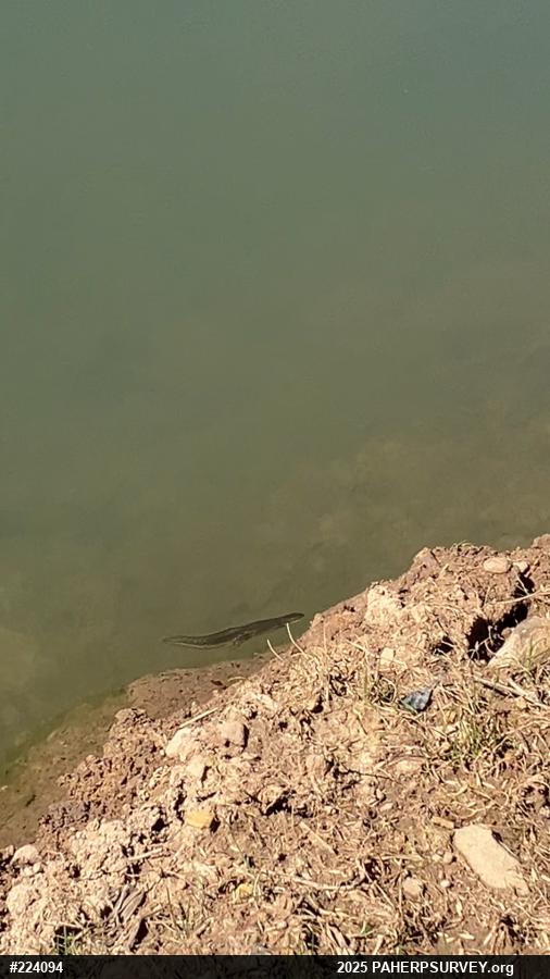 Red-spotted Newt