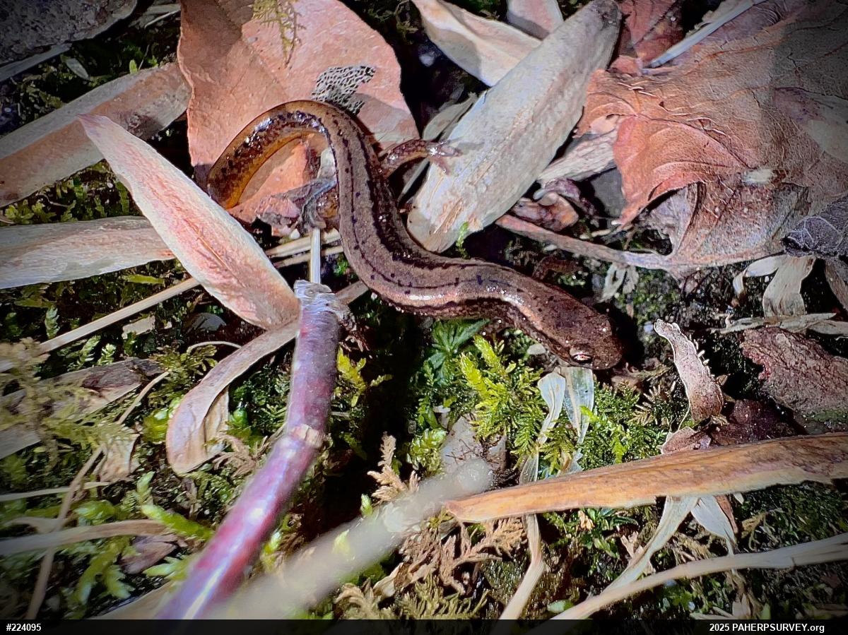 Northern Two-lined Salamander