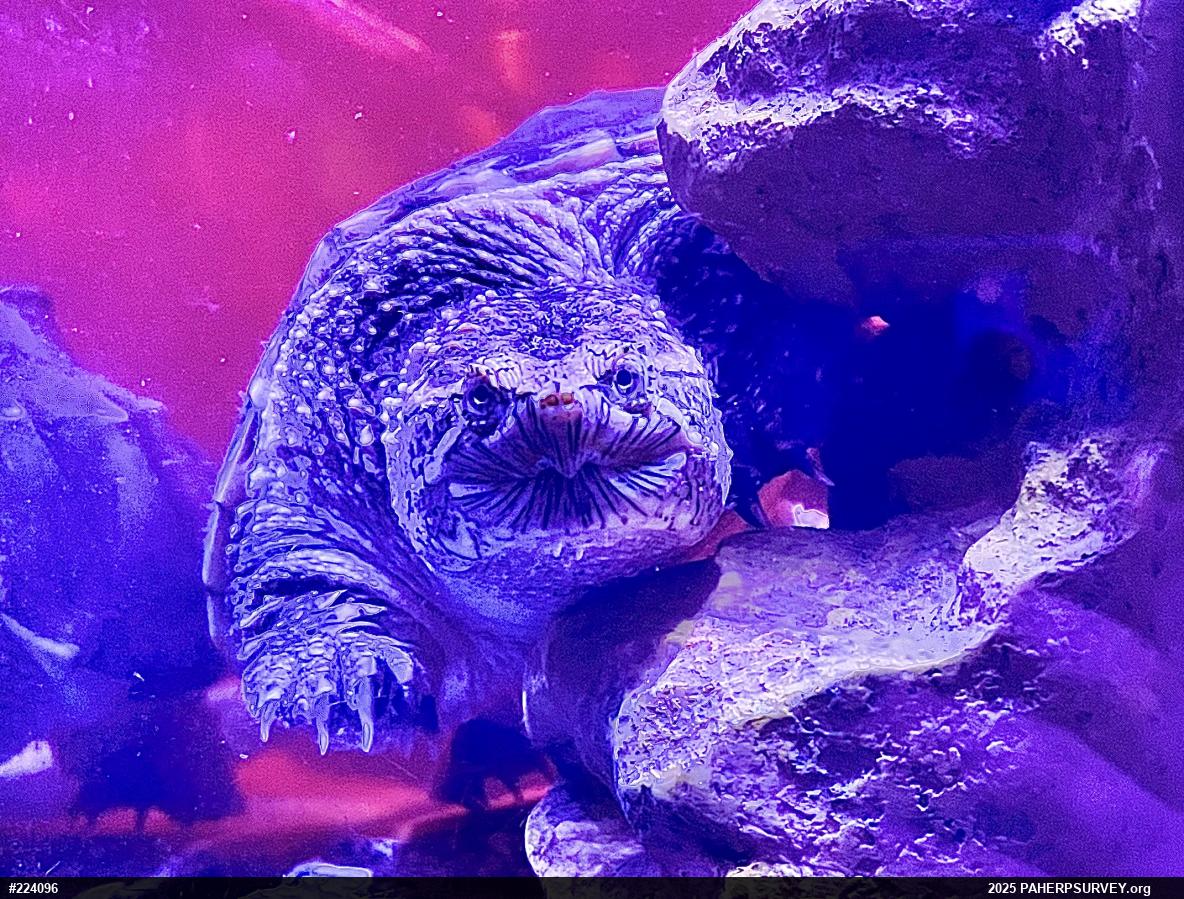 Snapping Turtle