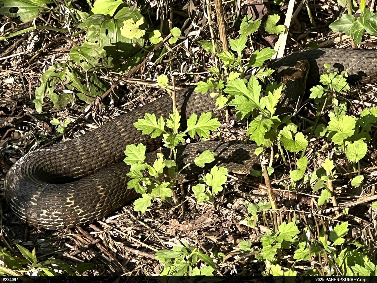 Northern Watersnake