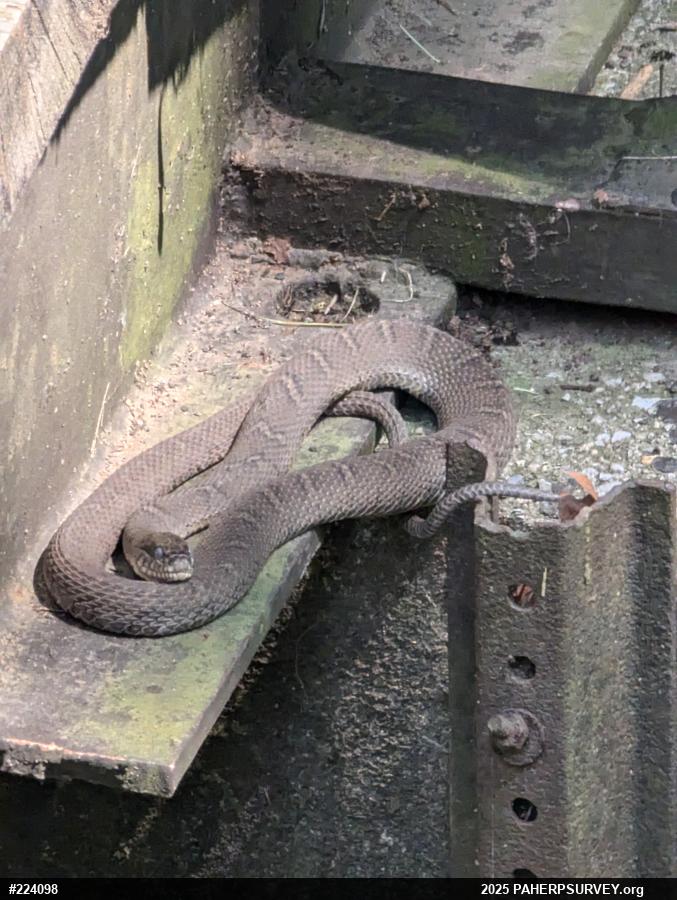 Northern Watersnake