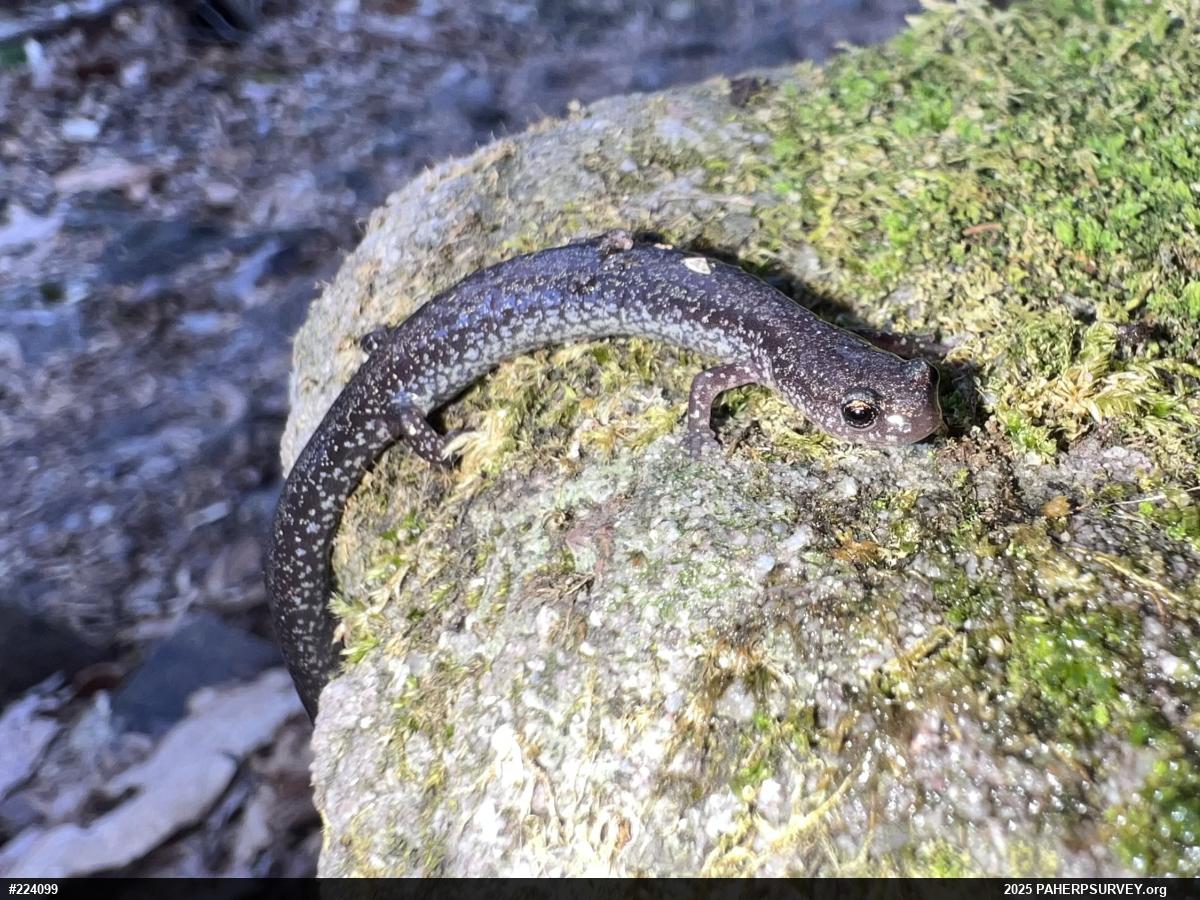 Eastern Red-backed  Salamander