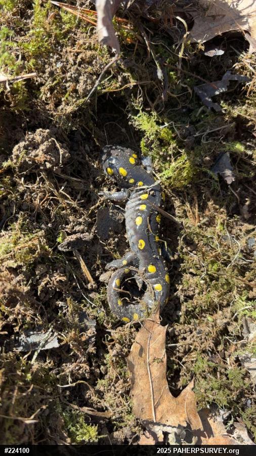 Spotted Salamander