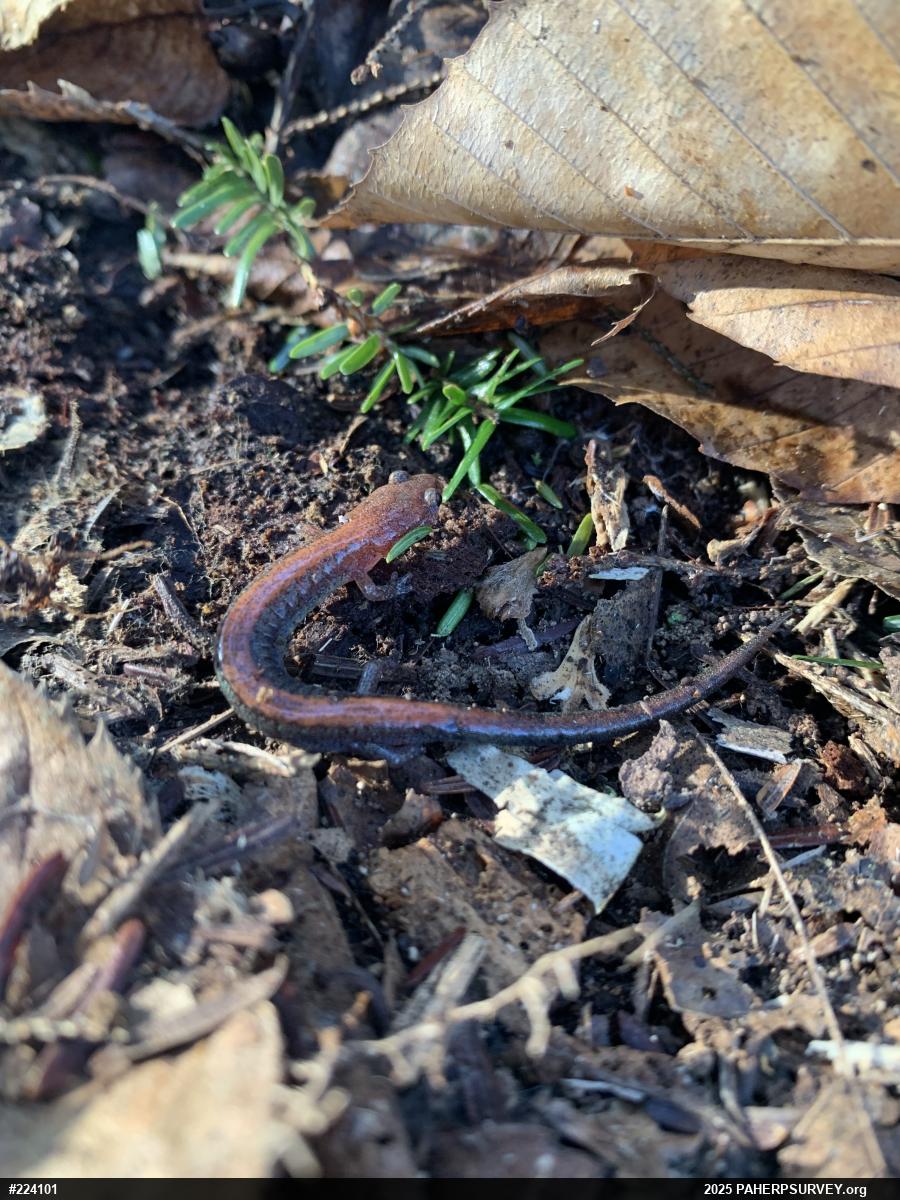 Eastern Red-backed  Salamander