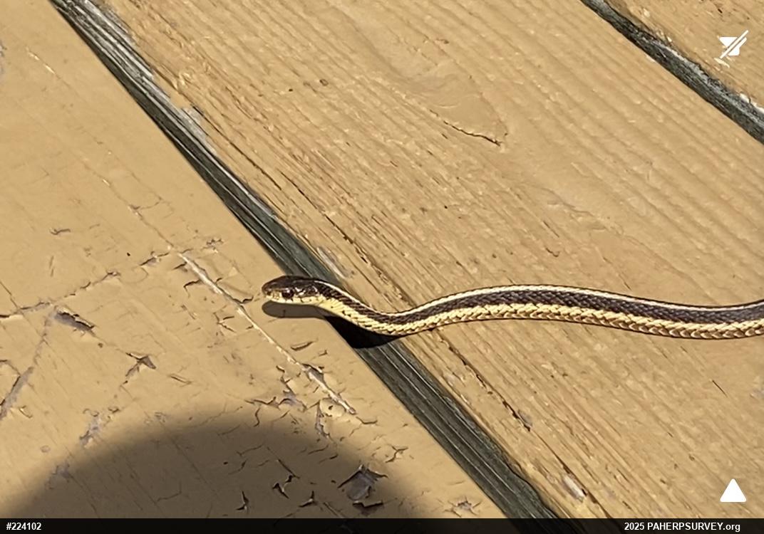 Eastern Gartersnake