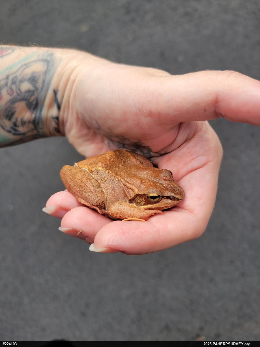 Wood Frog