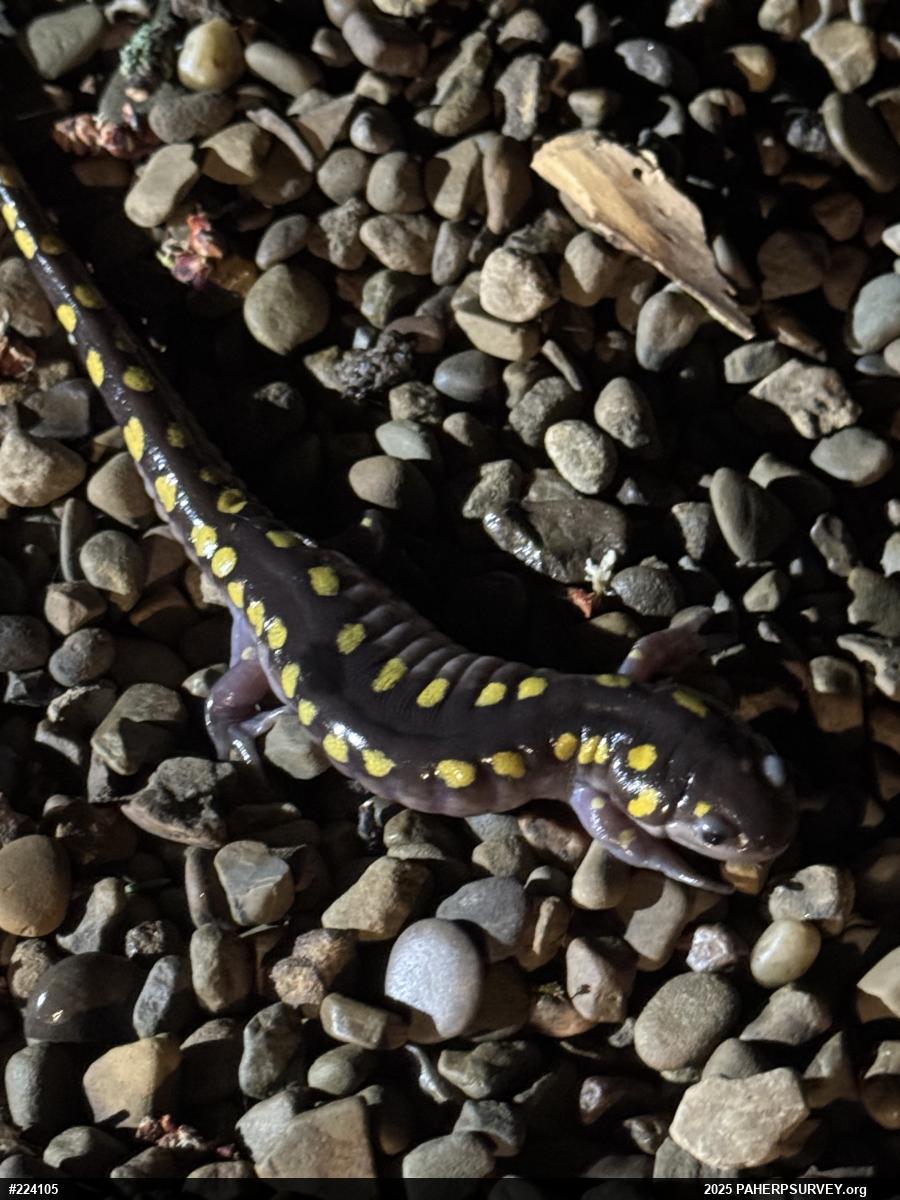 Spotted Salamander