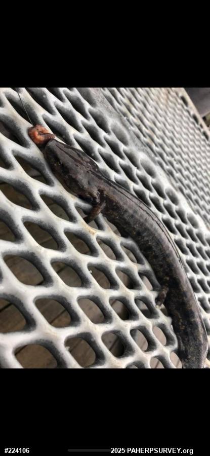 Common Mudpuppy