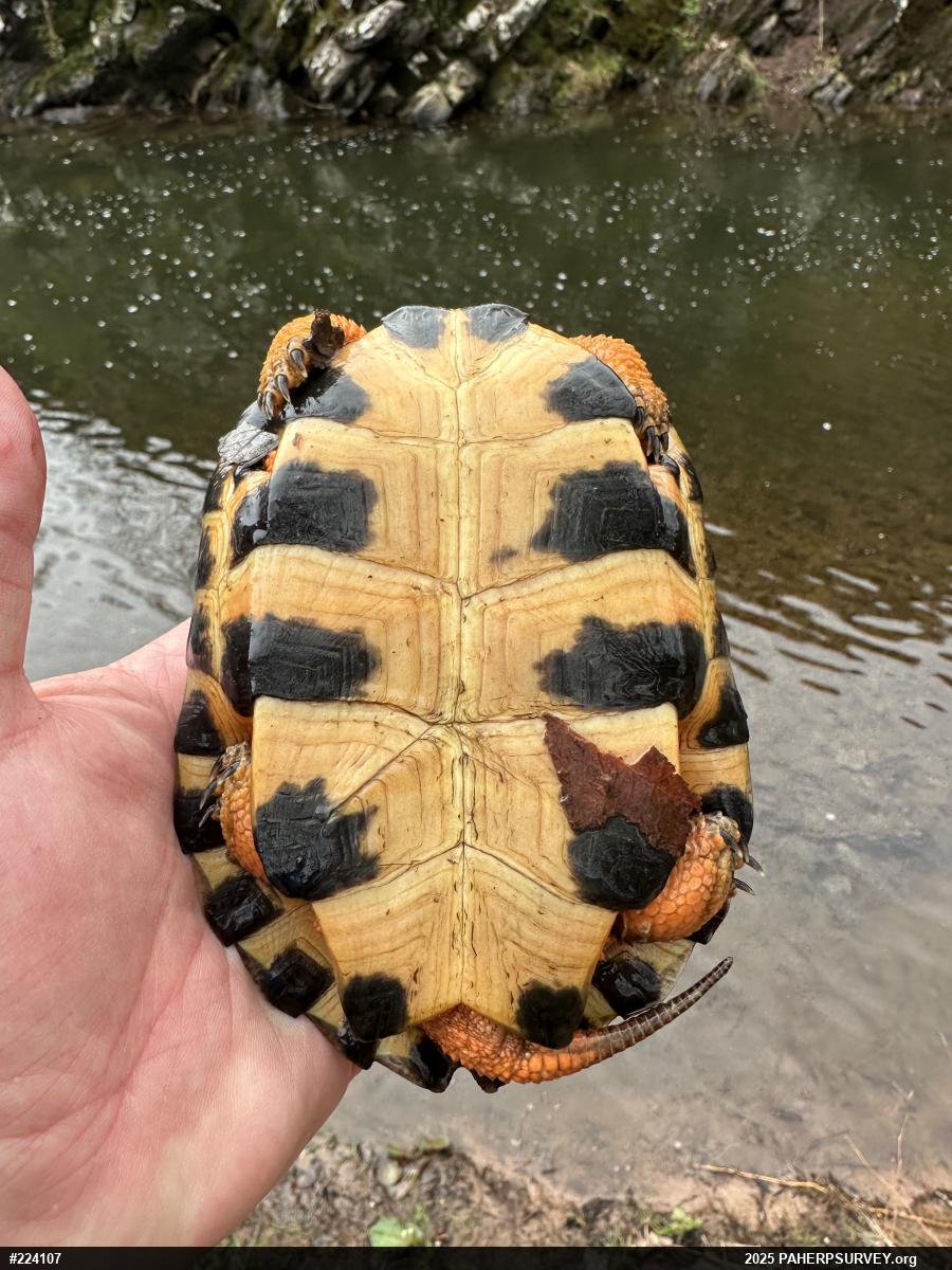 Wood Turtle